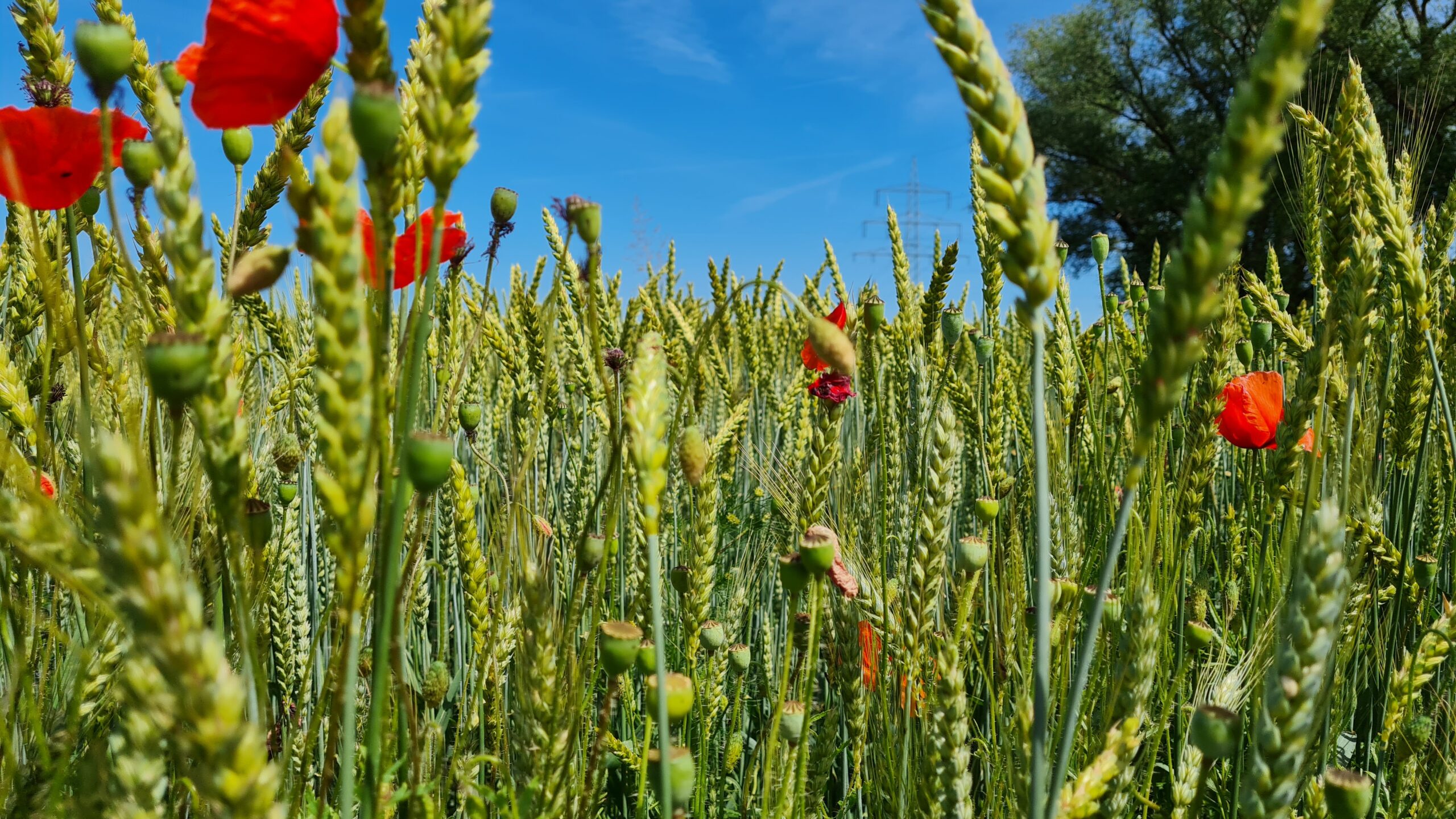 Feld mit Getreide Weizen und Mohnblumen - divers wie die Natur es geschaffen hat.